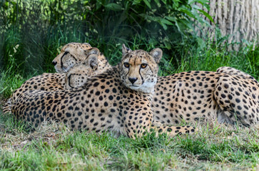 cheetah in the grass