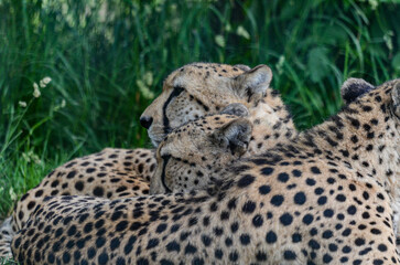 cheetah on the grass