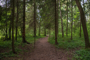 Fototapeta premium trail in the coniferous forest