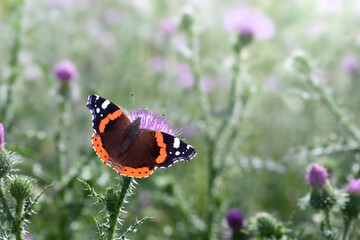 Schmetterling 1013