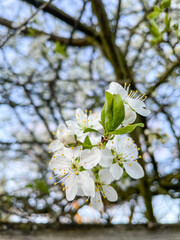 Blackthorn
