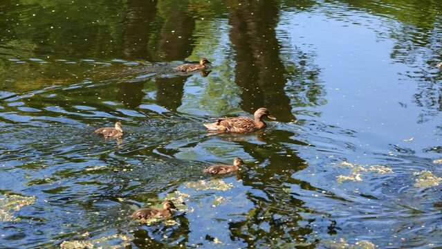 Fast swimming Mallard duck female with baby birds ducklings in the canal.
