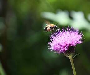 アザミの花とミツバチ
