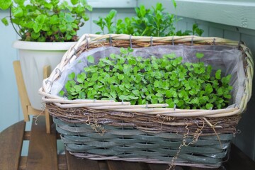 Fresh micro greens of kohlrabi sprouts and flowers on balcony. Concept of healthy food, indoor...