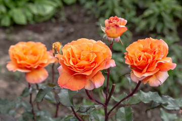 Orange roses in the garden close up