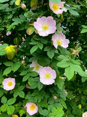 blooming wild rose