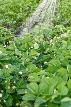 Watering strawberry plantations, dry season in summer.