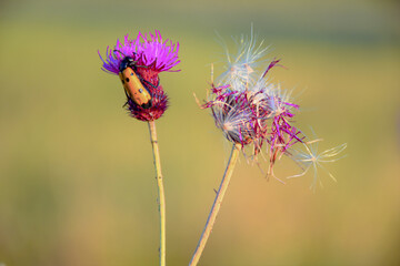 insect on a wild purple bush flower