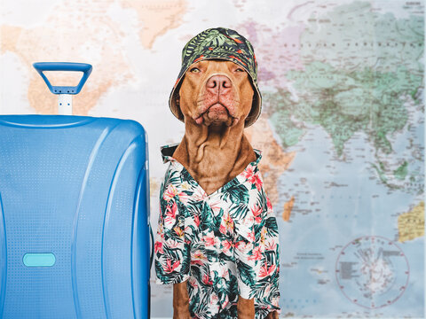 Lovable, pretty brown puppy and blue suitcase. Travel preparation and planning. Closeup, indoors. Studio photo, isolated background. Concept of recreation, travel and tourism. Pets care