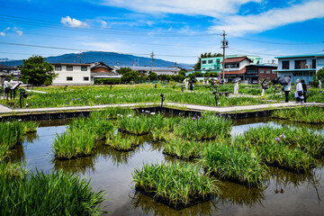 Obraz premium 菖蒲まつり、曽根城跡、華渓禅寺付近を散策する