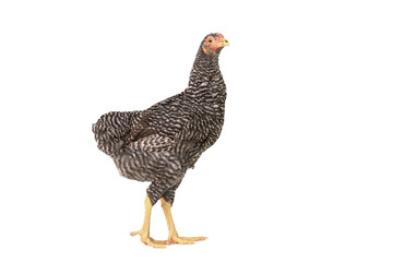 barred plymouth rock chicken isolated on white background.,three months.