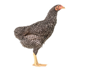 barred plymouth rock chicken isolated on white background.,three months.