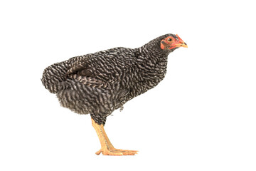 barred plymouth rock chicken isolated on white background.,three months.
