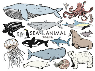 SEA ANIMAL - obrazy, fototapety, plakaty