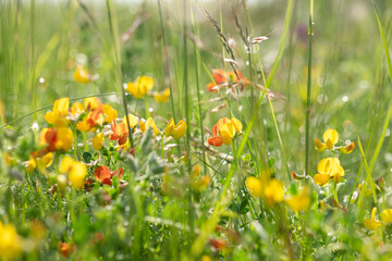 Meadow flowers on green blurred background. Yellow wild petals with fresh grass and herbs, summer and spring blooming field or forest. Sunny, romantic, juicy backdrop. Selective soft focus, space