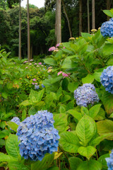 紫陽花