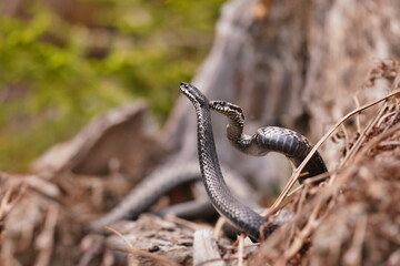 Portrait of two  european crossed vipers in early spring in mating season, vipera berus