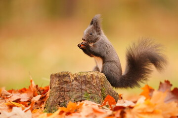 Naklejka na ściany i meble Beautiful portrait of a cute european red squirrel. Sciurus vulgaris. Squirrel sitting on the tree stump.