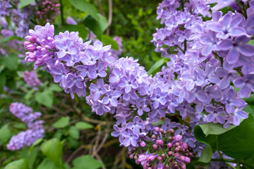 blooming purple lilac
