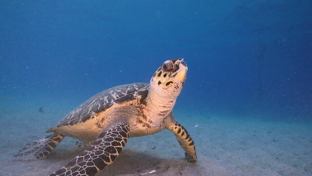 4K 120 fps Super Slow Motion Seascape with Hawksbill Sea Turtle in the coral reef of the Caribbean Sea, Curacao