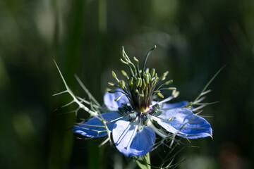 Close-up of the blue flower of a Damsel in the Green (Nigella damascena) growing in nature against...
