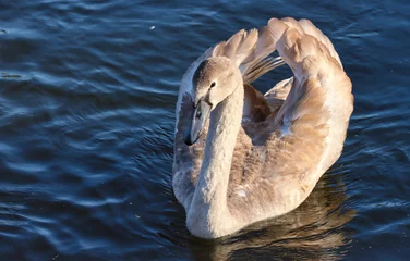 Gordijnen Young swan swimming in the lake. © PRUSSIA ART