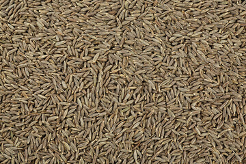 Close up of cumin seeds as background, top view. Macro.