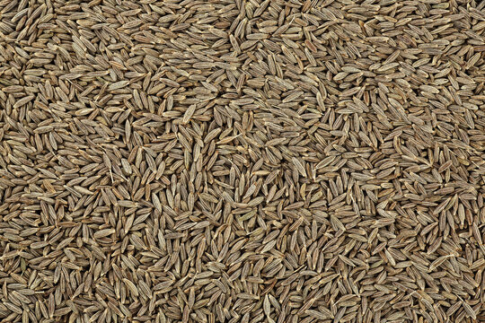 Close up of cumin seeds as background, top view. Macro.