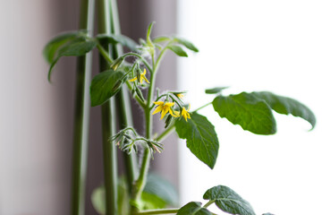 ミニトマトの花