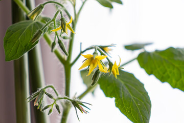 ミニトマトの花