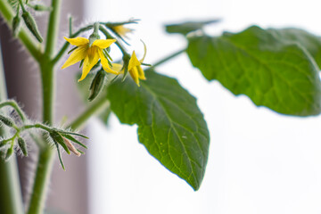 ミニトマトの花