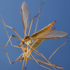 Crane Fly - Tipula Paludosa