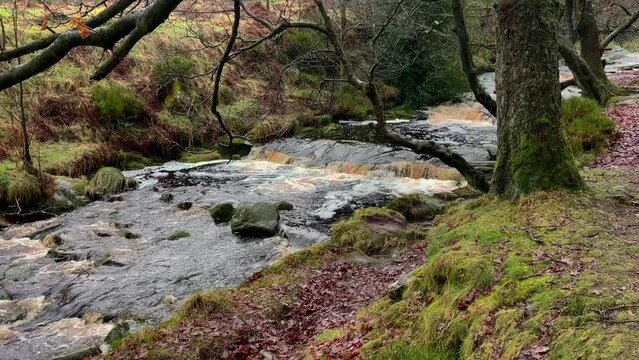 Moorland peat stained river stream filmed during a rain storm.
