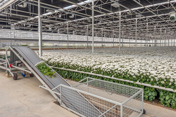 Internal transport system of a modern Dutch cut flower nursery specialized in the cultivation of...