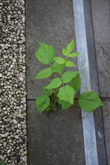 Himbeerpflanze zwischen Steinplatten