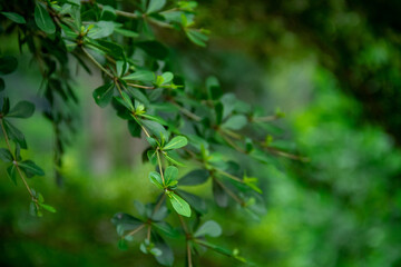 Fototapeta na wymiar Close-up view of fresh green leaves background