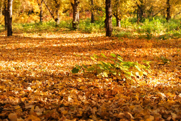 Autumn park in city. September, October, November. Colorful autumn landscape.