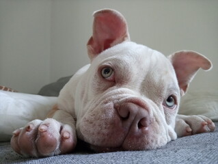 Sweet little dog with almost human expressions