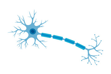 Human neuron structure. Brain neuron cell illustration. Synapses, myelin sheat, cell body, nucleus, axon and dendrites scheme. Neurology illustration - 510538457