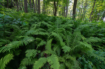 ferns in the forest