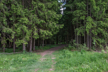 trail leading to the coniferous forest