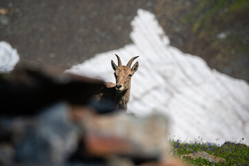 mountain goat
