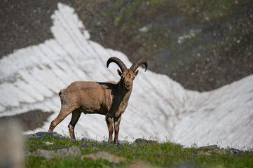 mountain goat