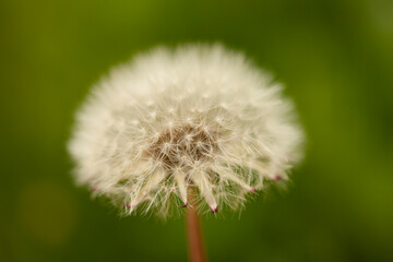 Dandelion white flower on blurred background of green grass