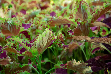 The background of the coleus plant in the garden