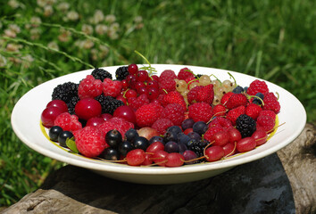 Bean plants grow in the kitchen garden.