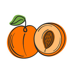 Vector illustration summer fruit orange apricot one line with abstract filling