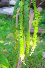 Green plant hanging on tree (Phyllodium pulchellum) with sunshine in garden background