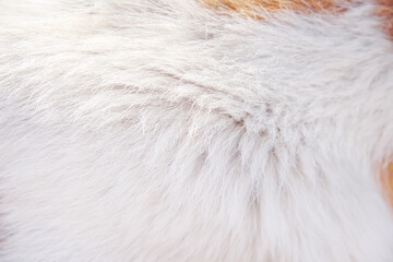 Soft fur texture of dog  animal hair natural patterns on white brown  background