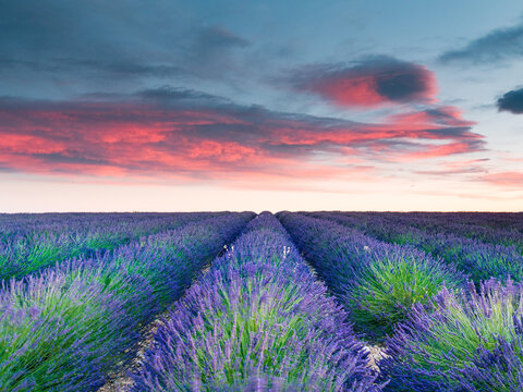 Lavender field at sunset. Provence France © Voyagerix